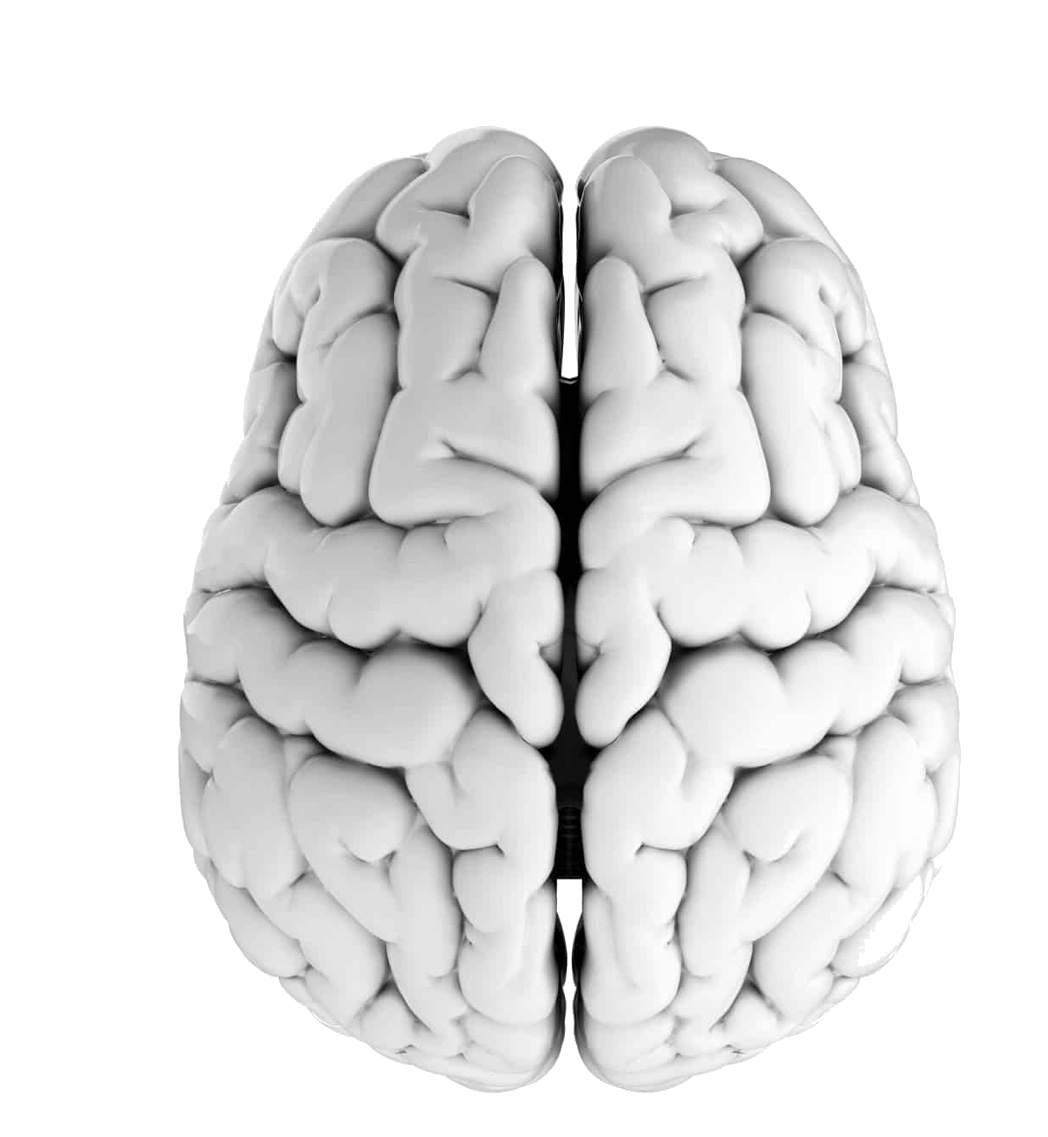 Human brain viewed from above